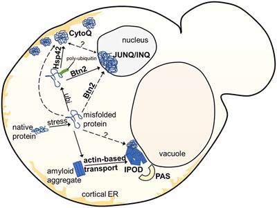 The Insoluble Protein Deposit (IPOD) in Yeast